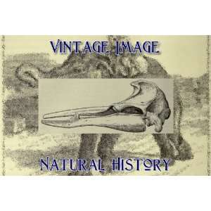   Vintage Natural History Image Skull of Sowerby Whale