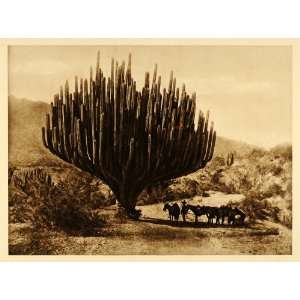  1925 Cereus Candelabrum Cactus Mexican Desert Oaxaca 