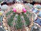 Succulent plant, Succulents Seeds items in agave 