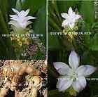 Tumeric curcuma longa fresh easy to grow 5 bulbs viable Rizhomes 