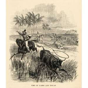  1888 Wood Engraving Use Lasso Bolas Cattle Horses 
