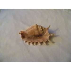  Millipede Conch Seashell 