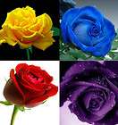 80 ROSE SEED White Pink Red Purple Flower seeds beautiful Rare