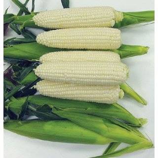  Peaches and Cream Sweet Corn Plus Pack 100 Seeds 