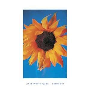  Anne Worthington   Sunflower Canvas