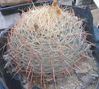 Ferocactus cylindraceus Fire Barrel 68 Compass Cactus  