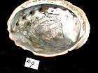 Rare X Large Pink Abalone Shell 9 in. Diameter Excellent #4