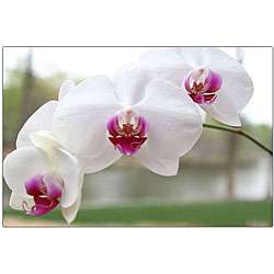 Cary Hahn White Orchid Canvas Art  