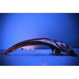  Bowhead Whale Bone
