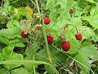Wild Strawberry Plants 10 +
