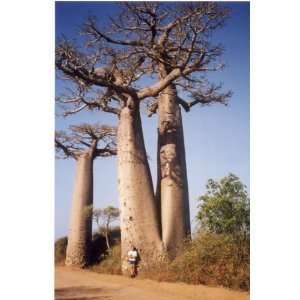  5 True Adansonia Digitata Baobab Bottle Tree Seeds Rare 