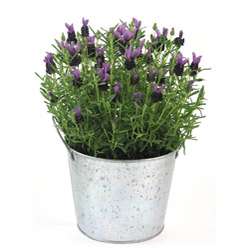 Scented Potted Lavender Plant  