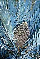 Encephalartos lehmannii Stunning BLUE Karoo Cycad palm  