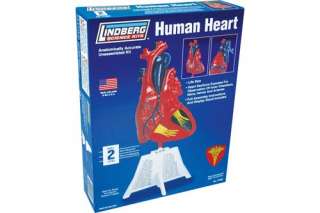 HUMAN HEART LINDBERG SCIENCE ANOTOMICALLY MODEL KITS  