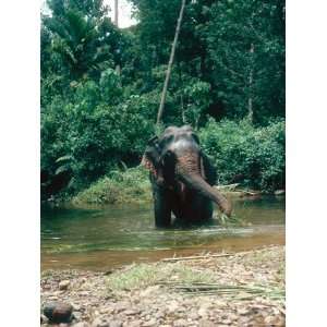  Asian Elephant, Bull in Stream, Sri Lanka Photographic 