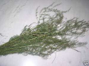 1,000 SAGEWORT Artemisia Annua SWEET WORMWOOD seeds  