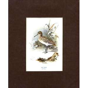  Jack Snipe Thorburn Old Antique Bird Print C1910