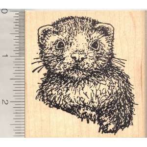  Large Baby Ferret Rubber Stamp: Arts, Crafts & Sewing