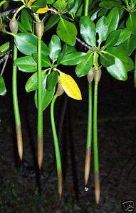 Red Mangrove Seed Plant 12 15 Long x 1  