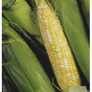   Sweet Corn Pay Dirt 95 Treated Seeds per Packet Patio, Lawn & Garden