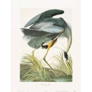  Great Blue Heron artist J.J. Audubon 23x30
