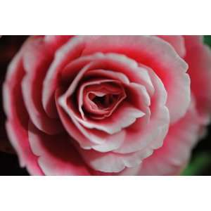 Pink Begonia Close Up Flower Photograph