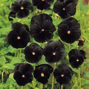  Pansy  Viola  Black  25 Seeds Patio, Lawn & Garden