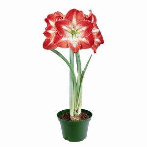 Amaryllis Minerva (Kit Contains 1 Bulb,Pot and Soil Disc) 70191 at The 