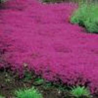 OnlinePlantCenter Coccineus Creeping Red Thyme Plant T1321CL at The 
