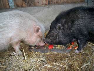 süsse minischweine suchen neues zuhause in Schleswig Holstein 