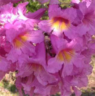 Pink Trumpet Tree (Tabebuia rosea)   40 Seed  