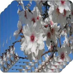  Rikki KnightTM Cherry Blossom Flower Close up   Square 