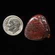 Gemstones Opal Australia Fossil by Agustus Collection