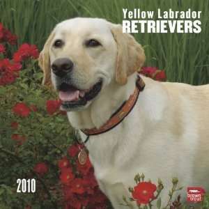  Yellow Labrador Retrievers 2010 Wall Calendar: Office 