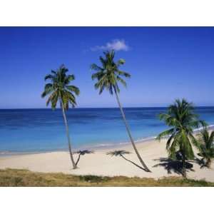 Palm Trees on Beach, Antigua, Caribbean, West Indies, Central America 