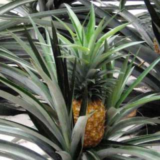 Delicious Elite Gold pineapple plants fruit houseplant 4 pot   Ananas 