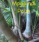 live xl mpapindi palm tree blue bamboo trunks 18 24 in $ 24 99 listed 