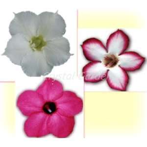 9GreenBox   Adenium Desert Rose Three Colors Grafted Live Plant Bonsai 