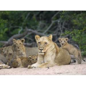 Lioness (Panthera Leo), with Cubs, Kruger National Park, South Africa 