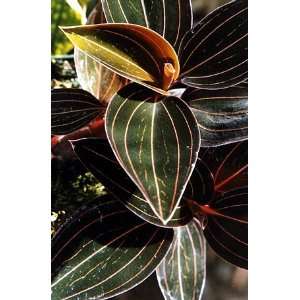  Black Jewel Orchid Plant   Ludisia discolor   RARE Patio 