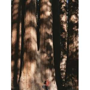  Carsten Peter Dwarfed by a Sun Dappled Giant Sequoia Tree 