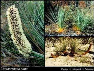 Xanthorrhoea nana Dwarf Grass Tree seeds N 29  