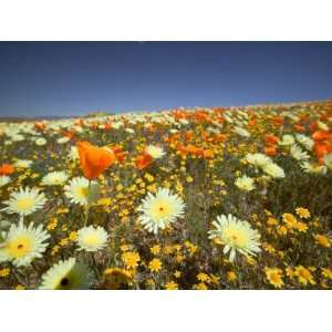 com Poppies and Desert Dandelion in Spring Bloom, Lancaster, Antelope 