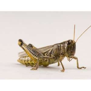  Adult Differential Grasshopper Found Spring Creek Prairie 