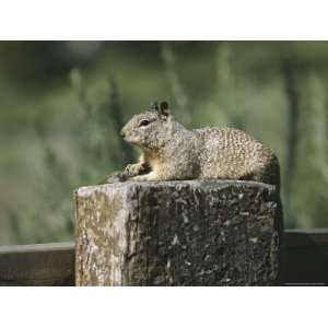 Ground Squirrel Rests on a Wooden Fence Post Animal Photographic 