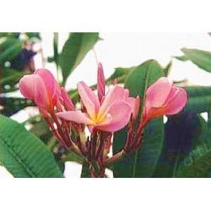  Potted Plumeria Plant   Select Pinks   15 18 plant Patio 