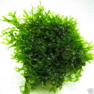 Pellia PAD / Monosolenium tenerum   Live aquatic plant  