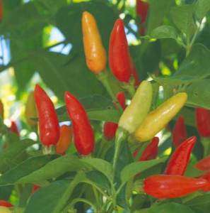 Tabasco Hot Chile Pepper Seeds (3 Qtys)  