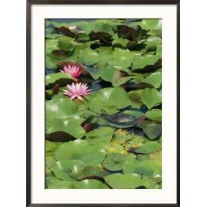 Painted Turtle Rests on a Water Lily Pad Near Two Pink Flowers 