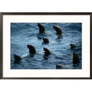  Steller sea lions poke their heads above the water Framed 